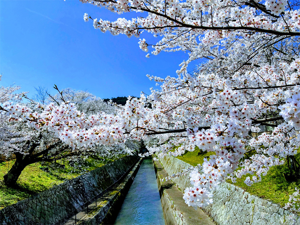 三井寺疏水の桜