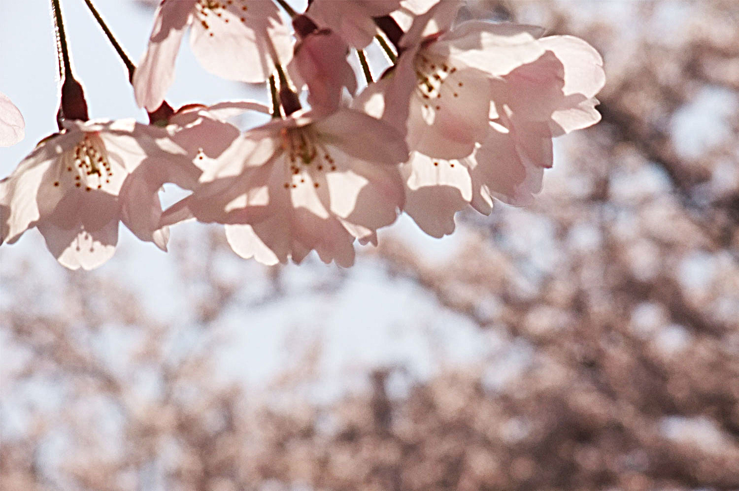 疎水沿いの桜