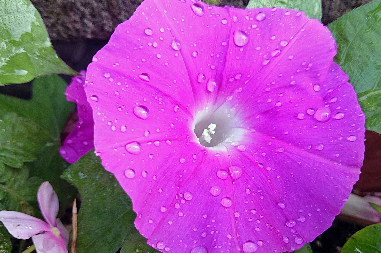 朝顔の花