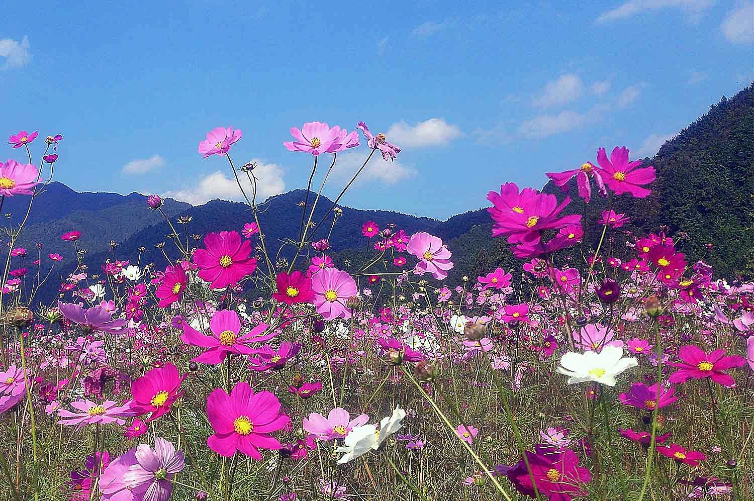丹波高原の秋桜