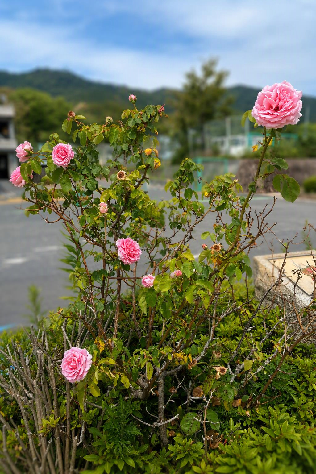 挿し木用に枝をいただいた薔薇の親木
