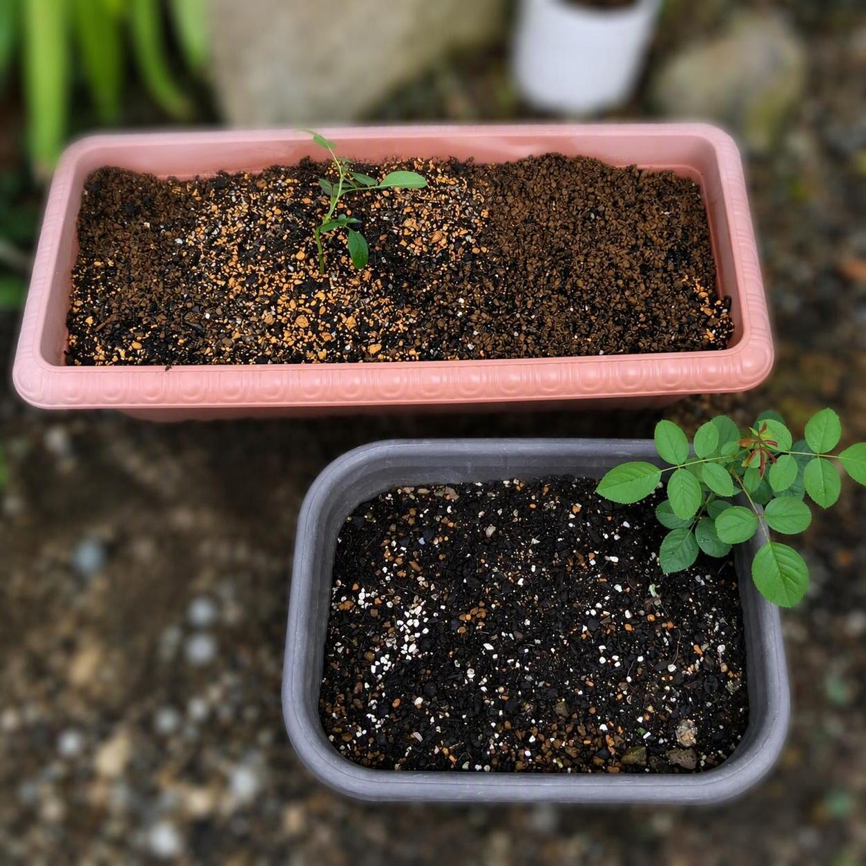 根を出した薔薇の苗を植え替えた様子