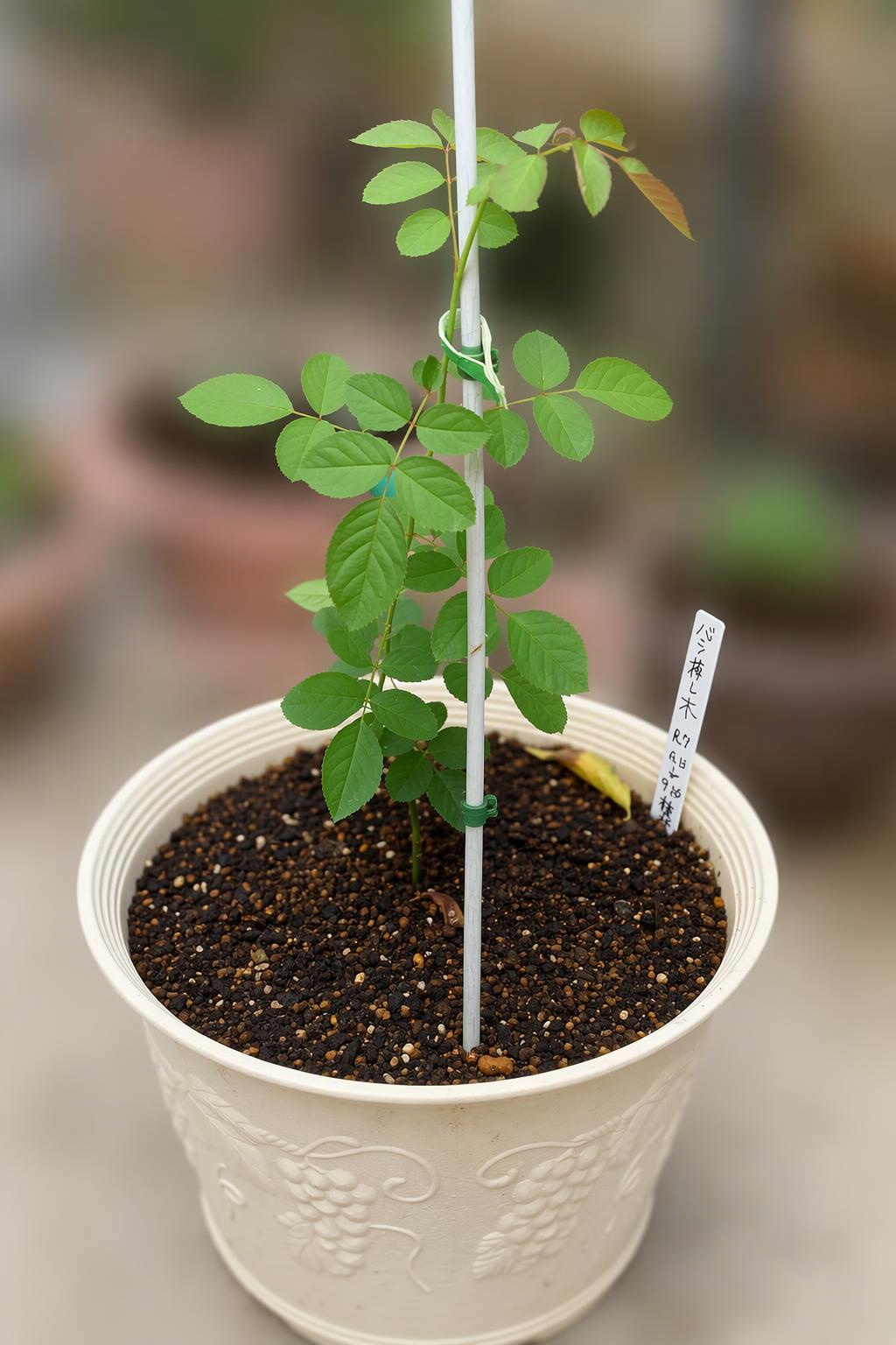 一本だけ残った薔薇の苗木