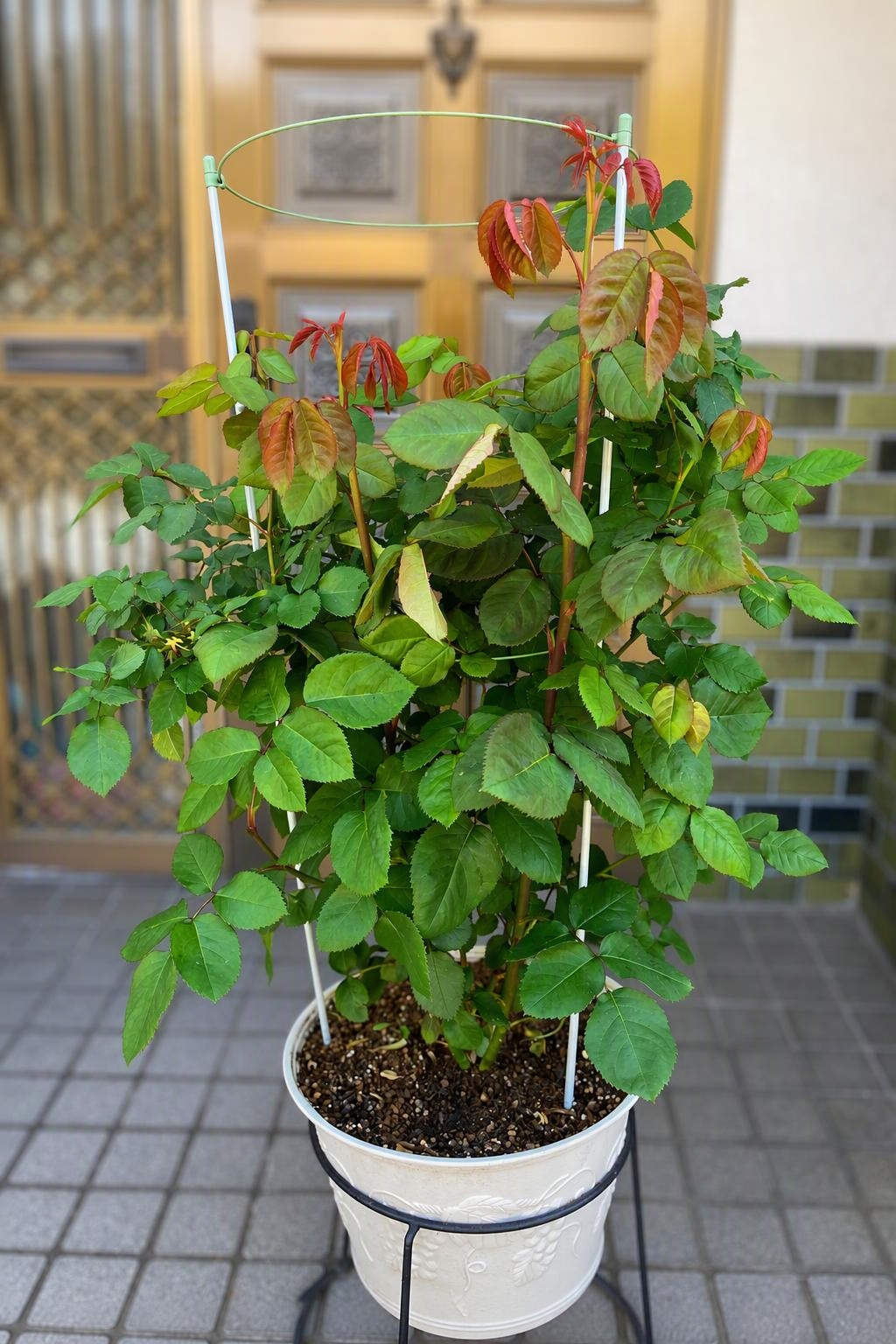 半年後に大きく育った薔薇