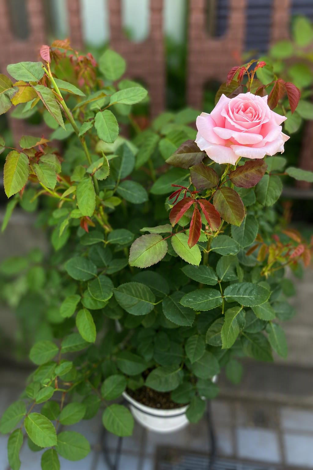 初めて開花した薔薇